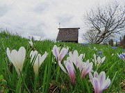 60 Scopriamo altri crocus vernus in fiore